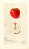 Apples, Jacobs (1899)