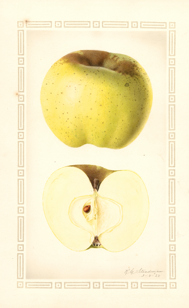 Apples, Jacobs Sweet (1928)