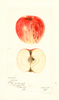 Apples, Jefferies (1897)