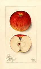 Apples, Jefferies (1912)