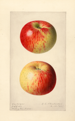 Apples, Jefferies (1920)