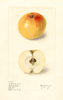 Apples, Jenkins Seedling (1911)