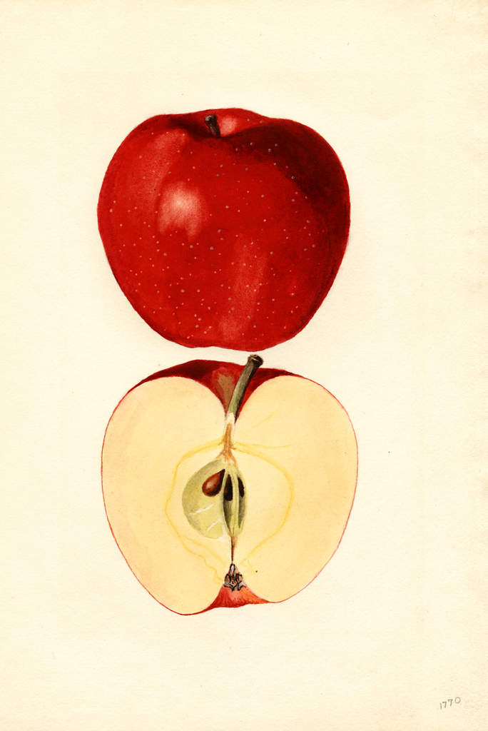Apples, Orleans (1938)