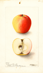 Apples, Orleans Reinette (1900)