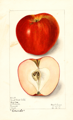 Apples, Orondo (1910)