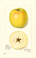 Apples, Ortley (1912)