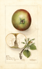 Apples (1905)