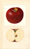 Apples, Martin (1933)