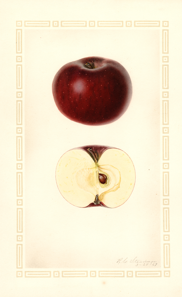 Apples, Martin (1927)