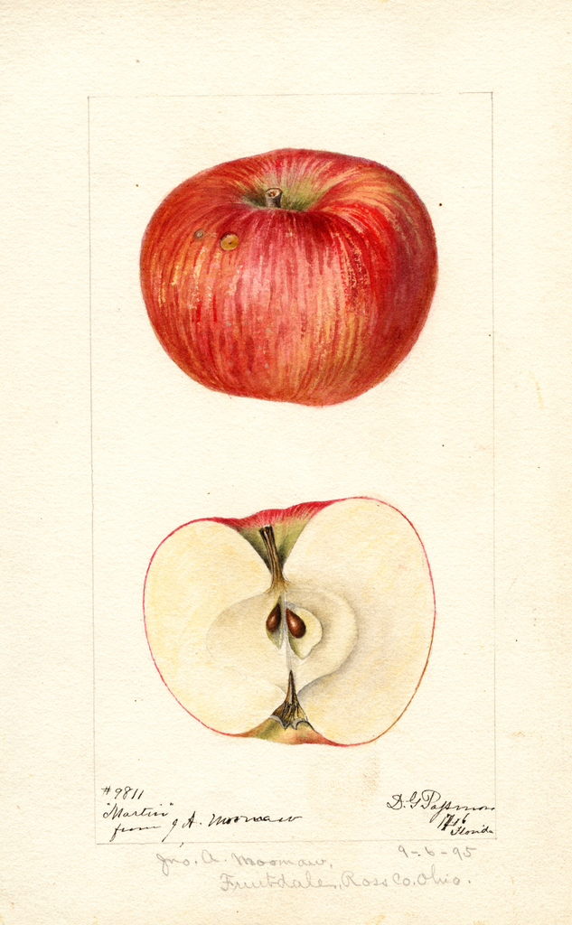 Apples, Martin (1895)