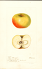 Apples, Mason Stranger (1897)