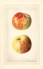 Apples, Oldenburg (1922)