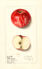 Apples, Oldenburg (1912)