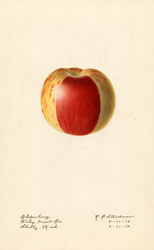 Apples, Oldenburg (1918)