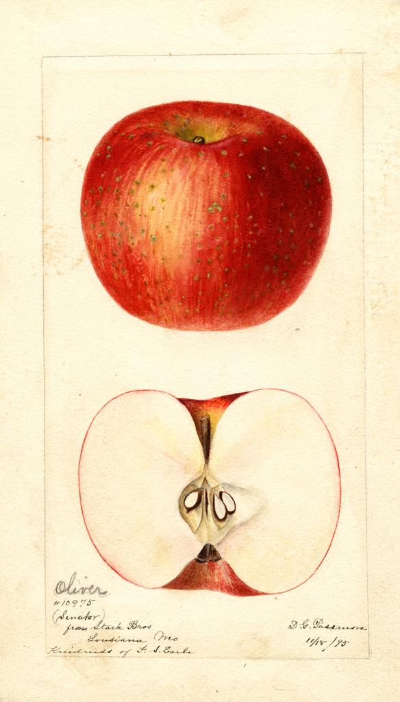 Apples, Oliver (1895)