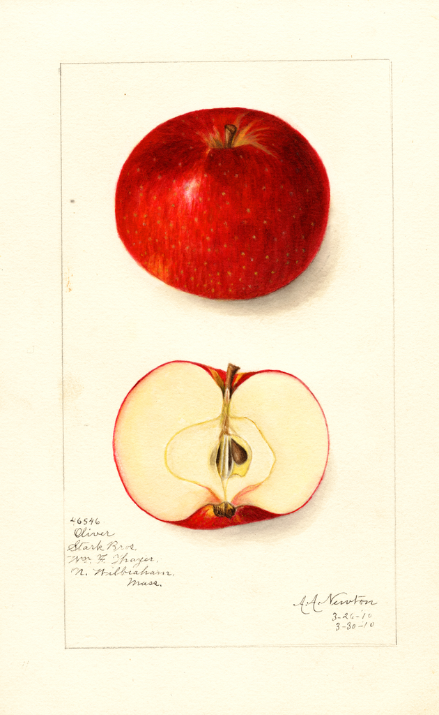 Apples, Oliver (1910)