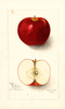 Apples, Oliver (1905)