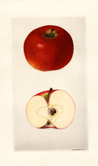 Apples, Oliver Red