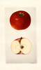 Apples, Oliver Red