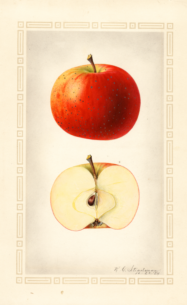 Apples, Oliver Red (1924)