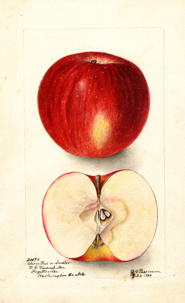 Apples, Oliver Red (1900)
