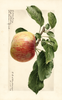 Apples, Oldenburg (1919)