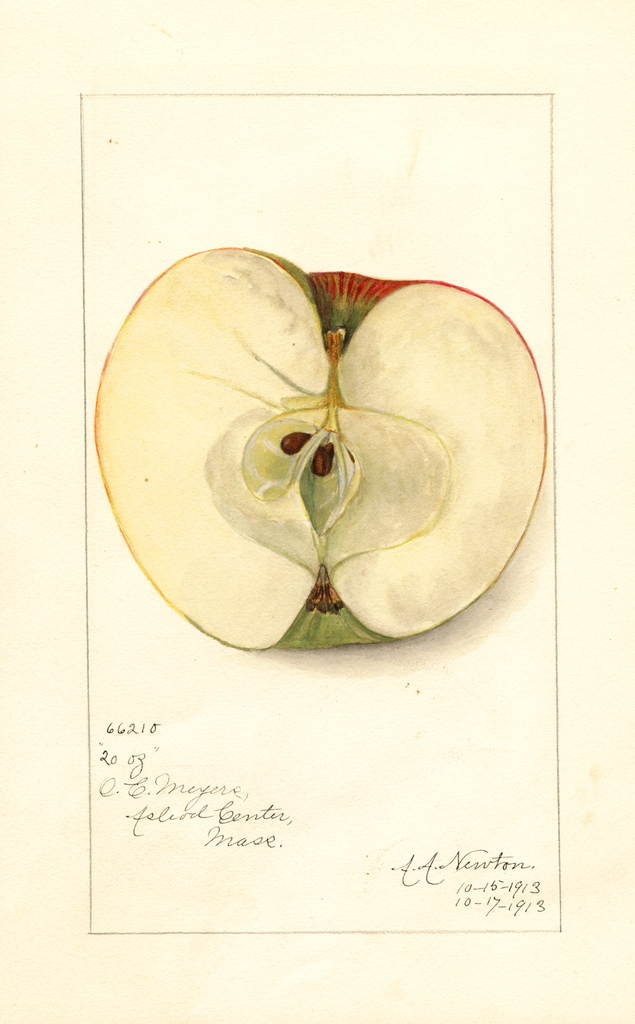 Apples, Twenty Ounce (1913)