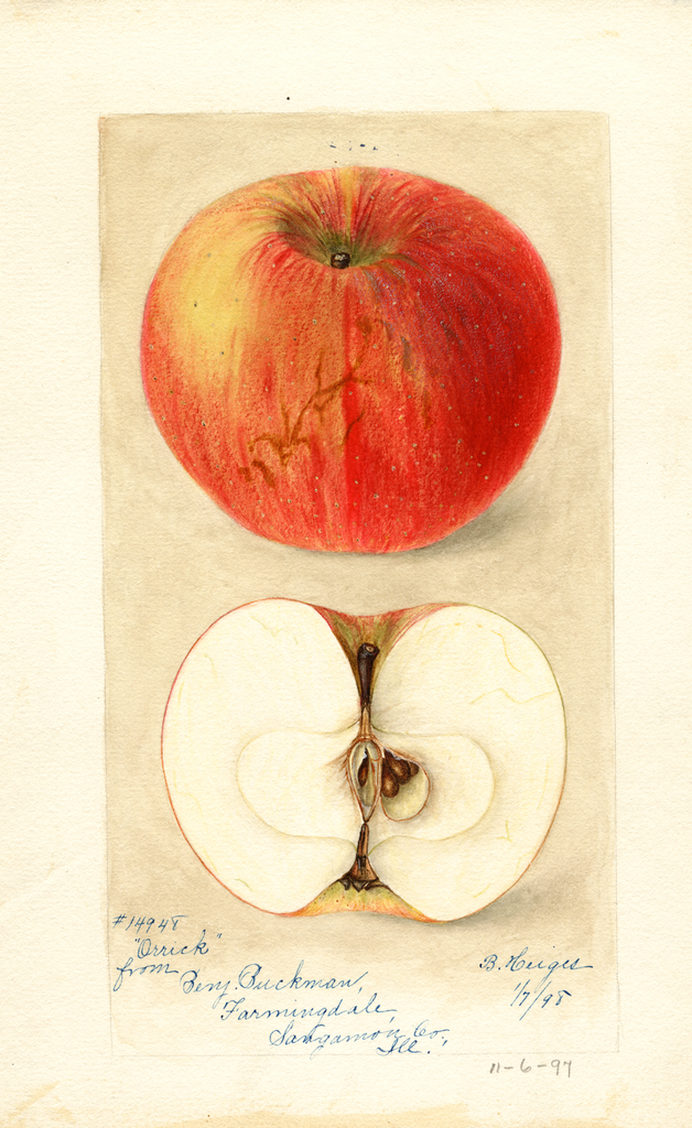 Apples, Orrick (1898)