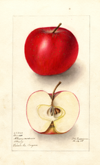 Apples, Orenco (1908)
