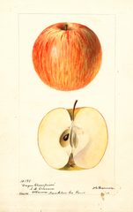 Apples, Oregon Champion (1895)