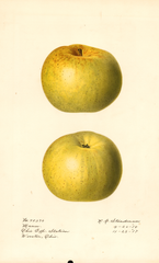 Apples, Mann (1918)