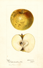 Apples, Mann (1895)