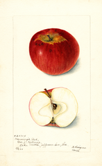 Apples, Mannings Red (1900)