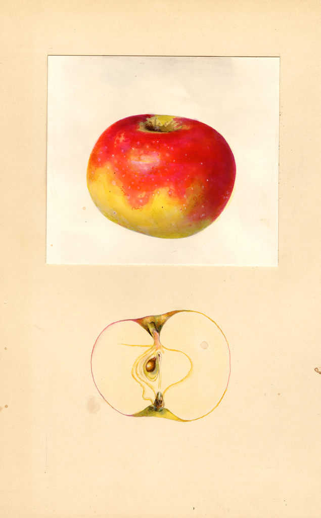 Apples, Mantovans (1939)