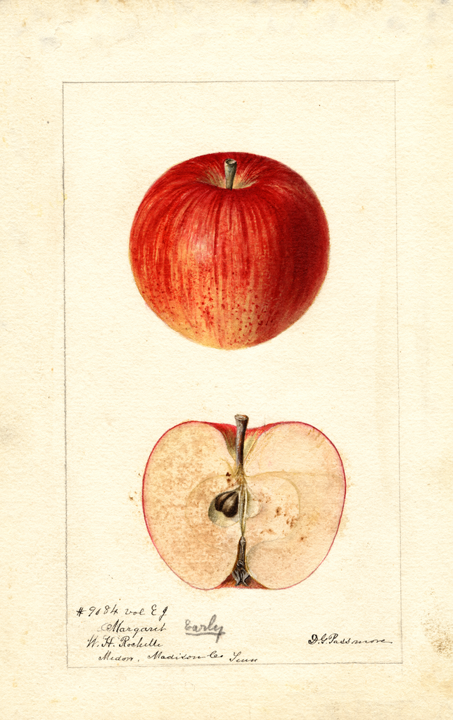 Apples, Margaret (1892)