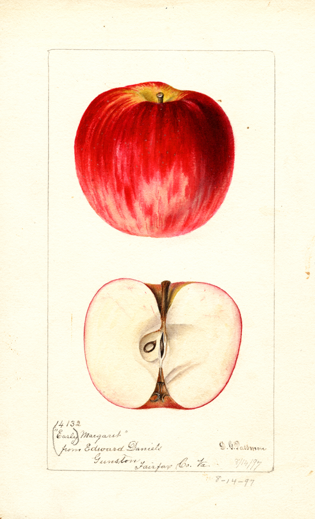 Apples, Early Margaret (1897)
