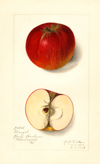 Apples, Margil (1913)