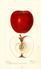 Apples, Marion Red (1895)