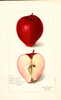 Apples, Red Bellflower (1909)