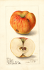 Apples, Red Streak (1905)