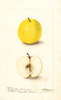 Apples, Ananas Reinette (1900)