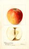 Apples, Reinette De Bretagne (1900)