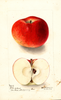 Apples, Ronk (1900)