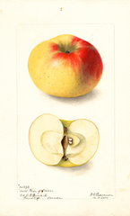 Apples, Rose Of France (1900)
