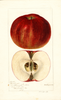 Apples, Rosenhager (1896)