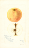 Apples, Voronesh Rosy (1897)