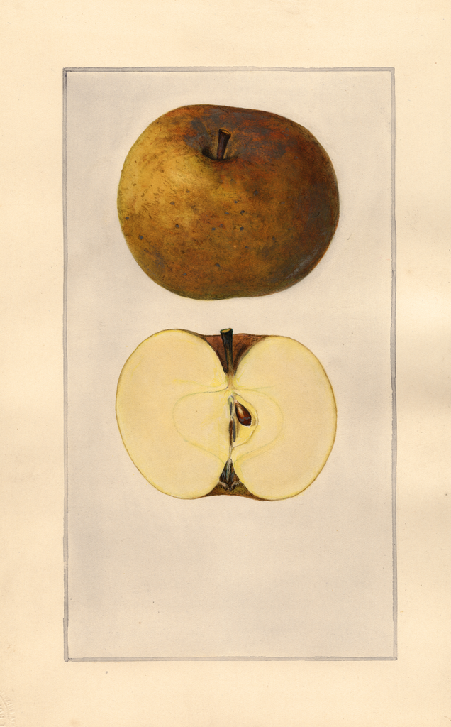 Apples, Roxbury (1925)