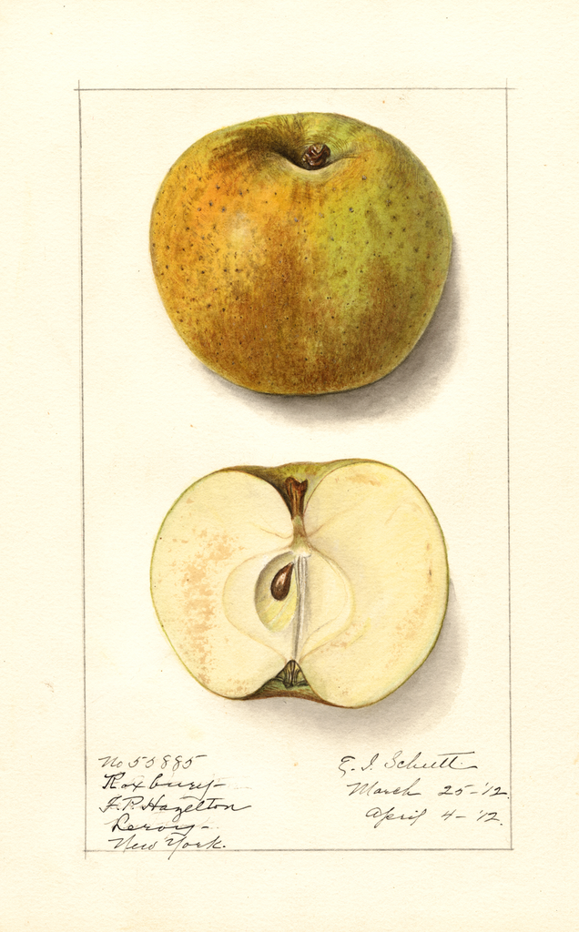 Apples, Roxbury (1912)