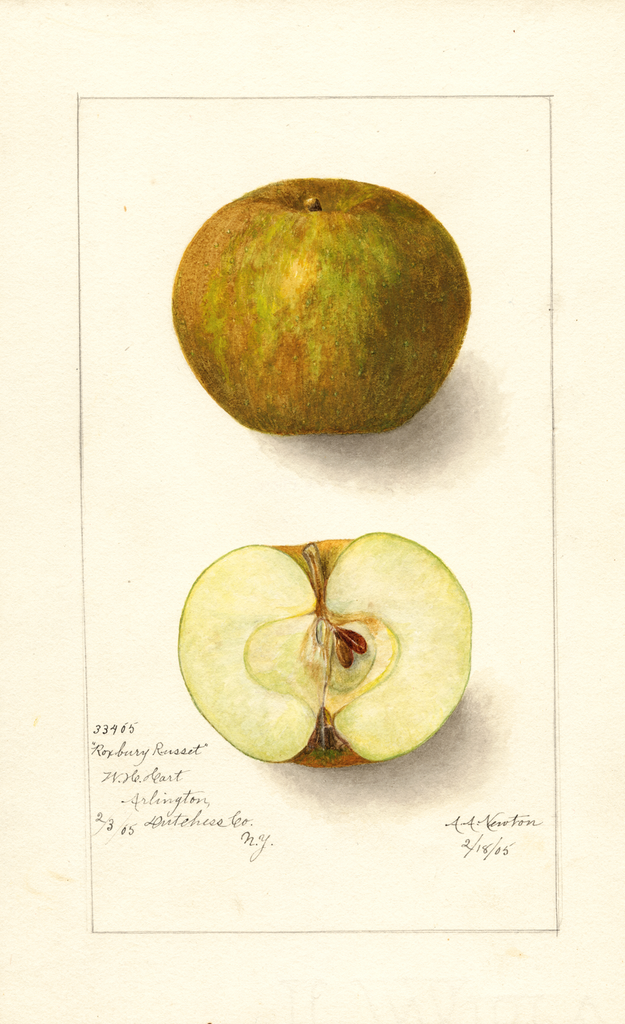 Apples, Roxbury Russet (1905)
