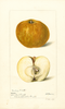 Apples, Roxbury Russet (1898)